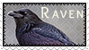 raven